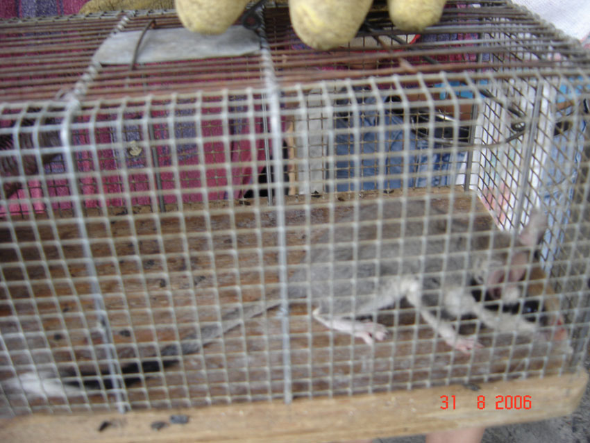 Topo quercino Eliomys quercinus pallidus